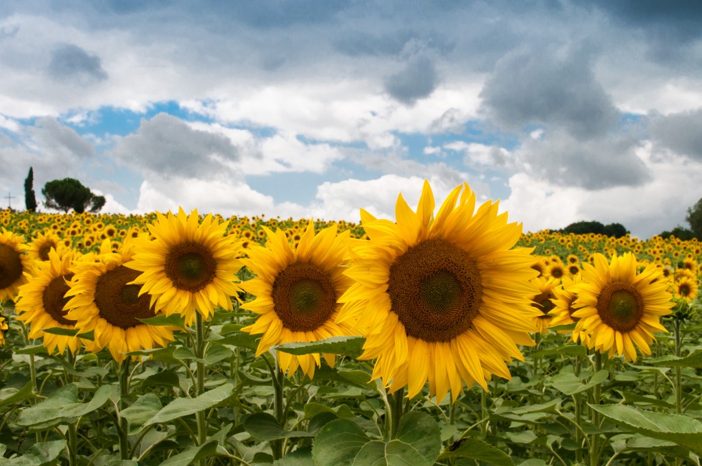 a field of sunflowers