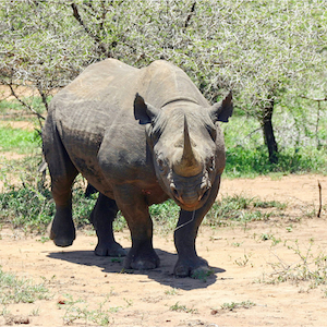 How to Write about Metaphorical Gray Rhinos
