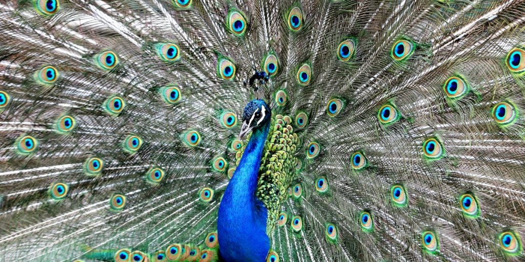 A peacock in full display