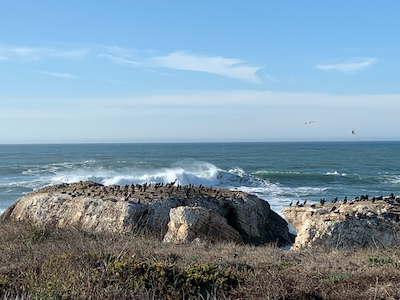 Cormorants on rocks by the sea