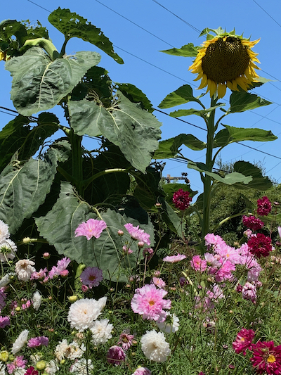 Sunflowers amidst the cosmos in our planting bed