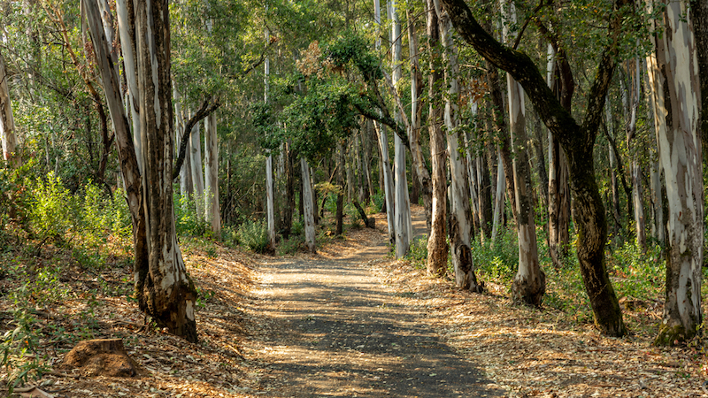 Path through eucalyptus grove