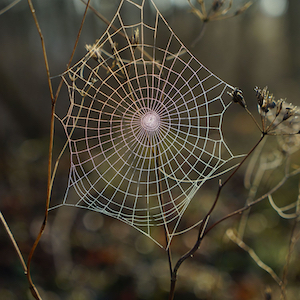 A spider web