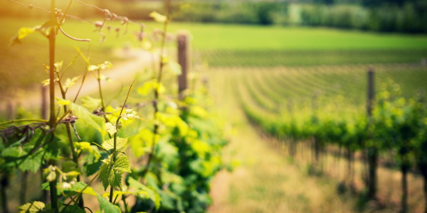 Grape vines in the sun