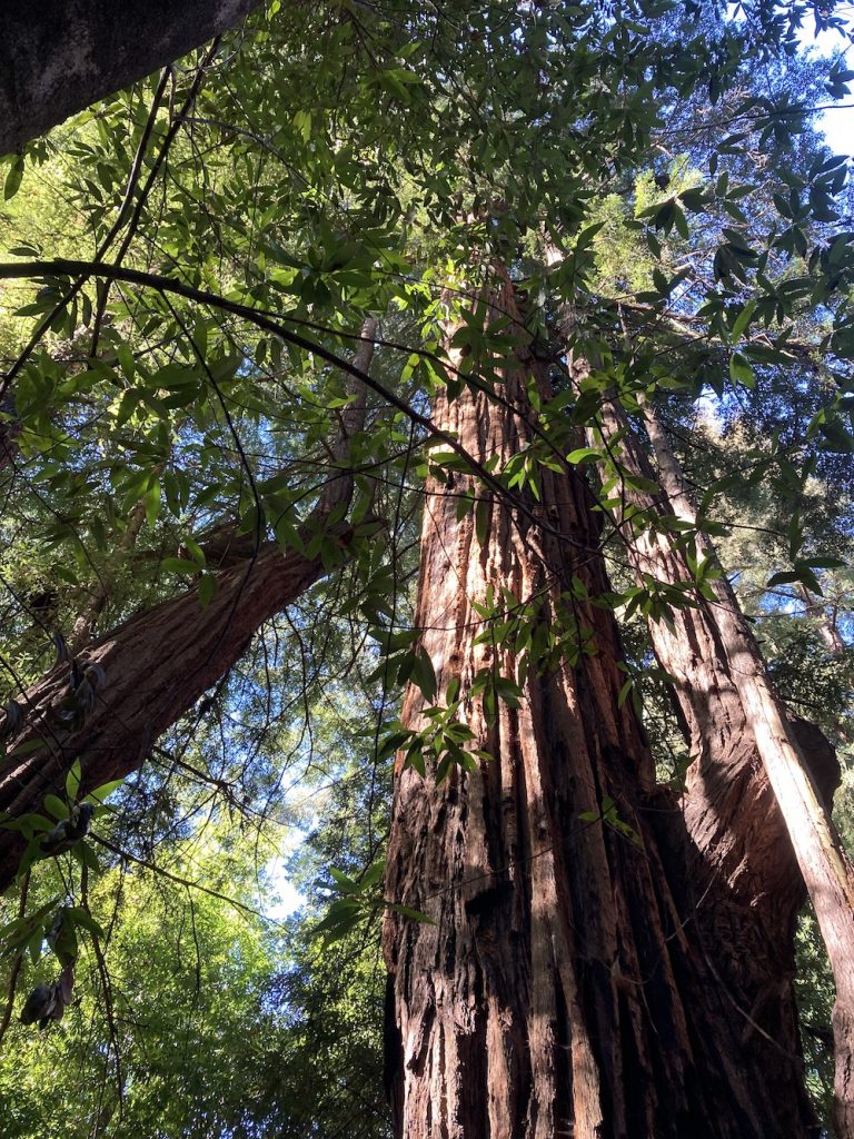 Giant redwood seen from below