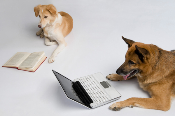 Two dogs—one looking at a book, one looking at a laptop