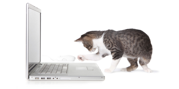 kitten batting at a laptop