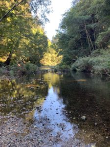 The San Lorenzo River at Henry Cowell State Park, October 2025