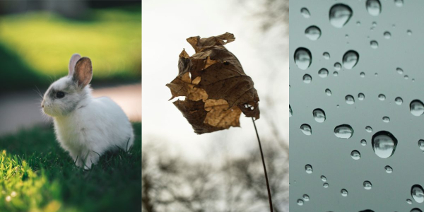 A rabbit, a dead leaf, and raindrops